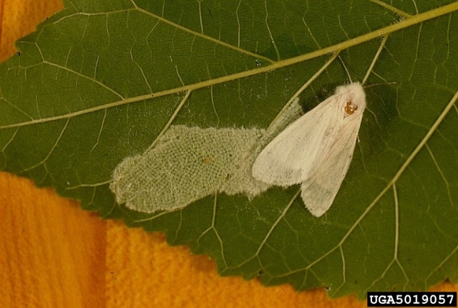 photo of adult white moth and layer of eggs on the back of a leaf