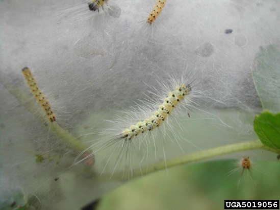 close up photo of webworm larvae in their web; light colored bodies with rows of black spots and long white hairs