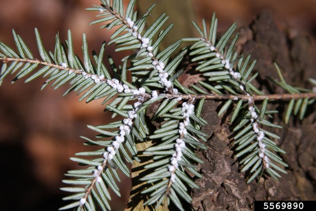 bottom of hemlock branch covered in small white masses