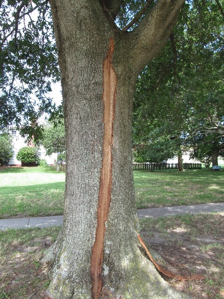 lightning strike down the trunk of a tree