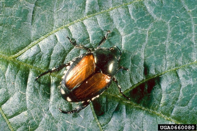 close up image of the small Japenese beetle and its reflective brassy color