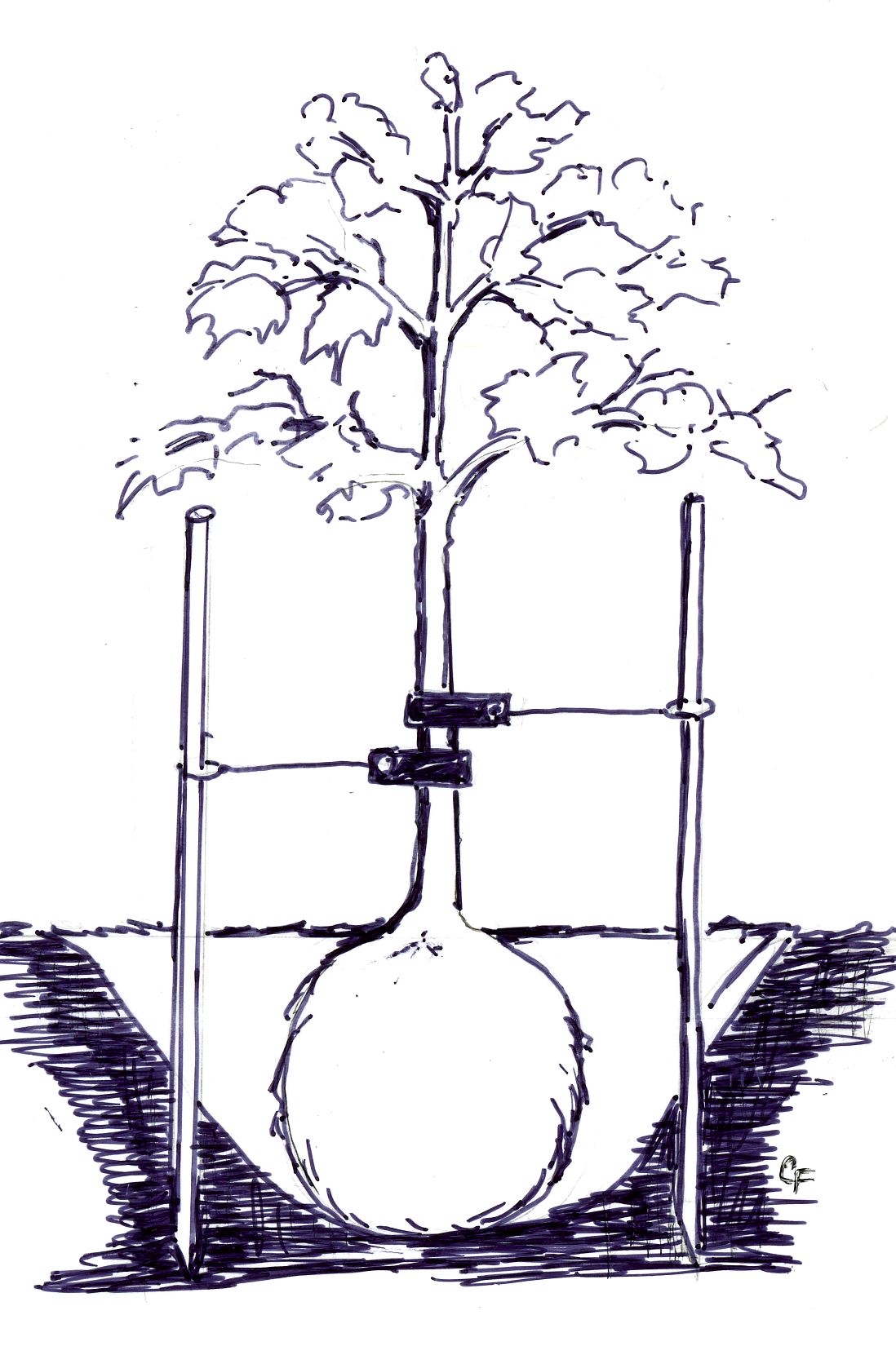 diagram showing rootball in hole with stakes supporting tree