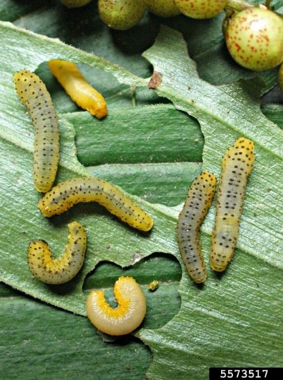 photo of a group of yellow larvae with rows of black spots on their backs