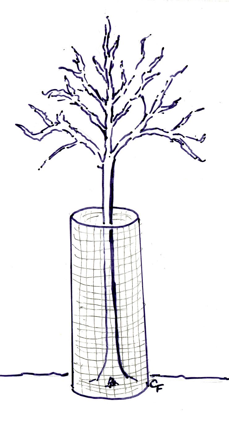 small tree with cage around trunk