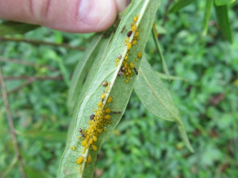 photo of tiny yellow insects covering the underside of a milkweed leaf