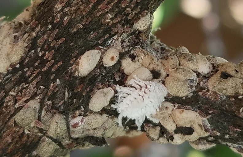 Photo of white masses (scale) covering a tree branch