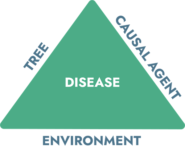 Green triangle that shows the words environment on the bottom and causal agent and tree on each side with word disorder in the middle