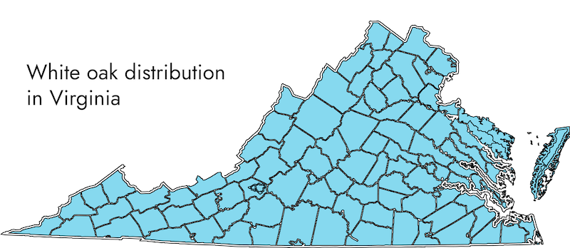 map shows the entire state of Virginia highlighted to show white oak distribution