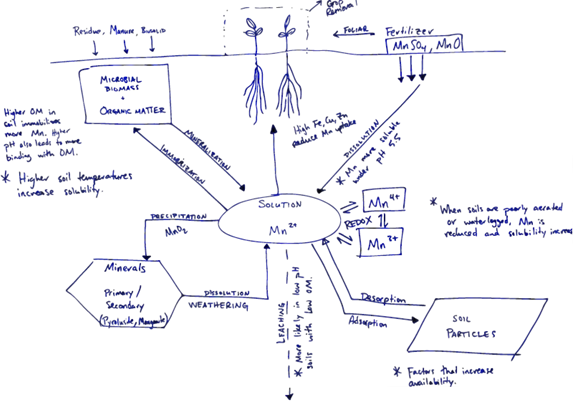 An example of hands-on student work: a diagram drawn on paper in blue pen. The lesson's content, about the manganese nutrient cycle, is represented visually through a combination of plant drawings, conceptual phrases, and arrows between them. The positioning of concepts and drawings on the paper roughly represents the height or depth above or below ground where that stage of the cycle takes place.