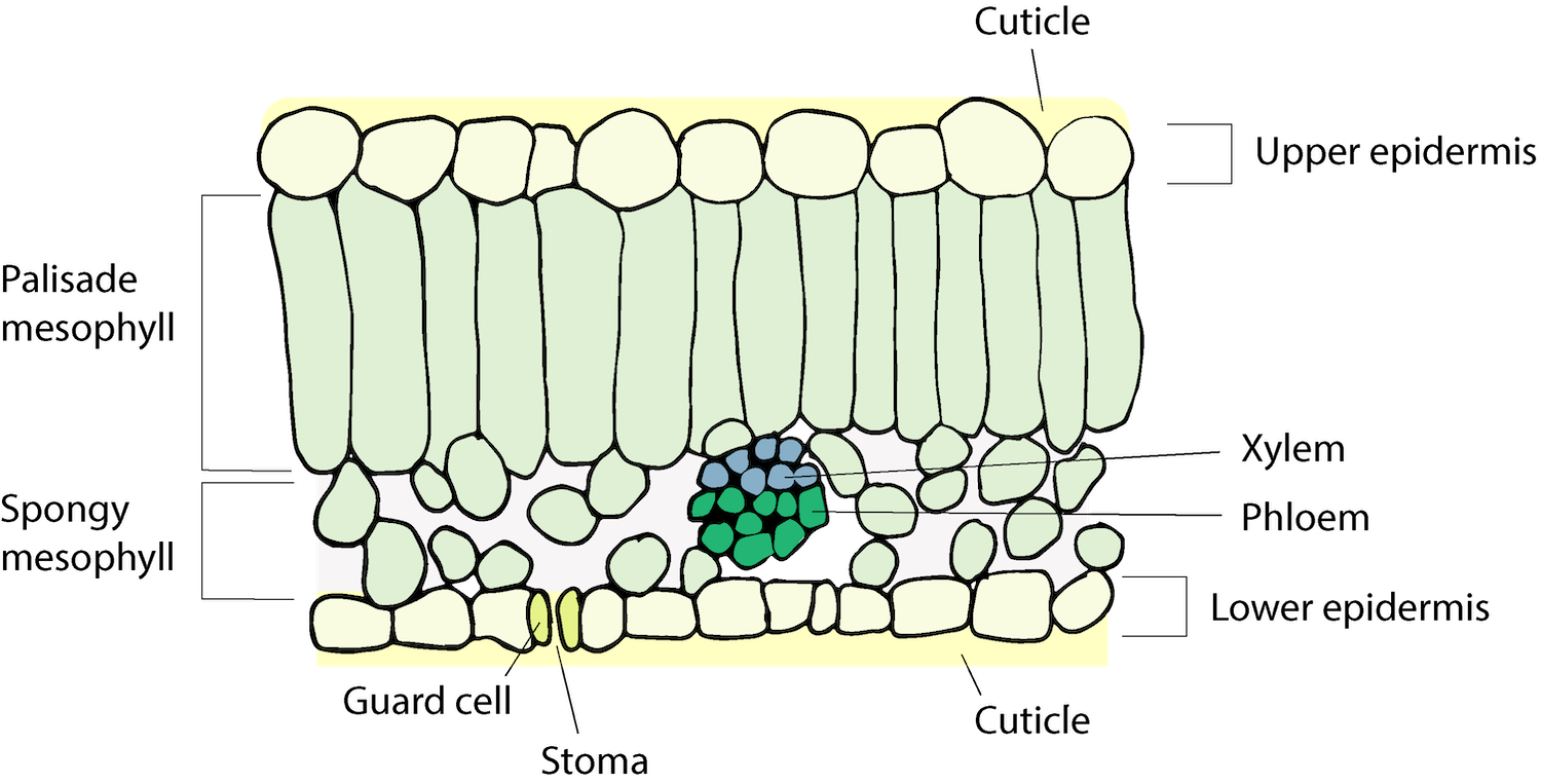 Diagram showing a rectangular-shaped cross section. At the top, a thin solid layer labeled cuticle sits on top of a row of rounded shapes labeled upper epidermis. Below, a row of long vertical rectangles sit atop a loosely-packed area with rounded shapes, this area is labeled spongy mesophyll. Inside the spongy mesophyll is a ball composed of small circles of green and blue. Top blue circles labeled xylem and bottom green labeled phloem. A layer of circular shapes is at the bottom labeled lower epidermis; this is interrupted by a gap labeled stoma. A bottom solid layer labeled cuticle.
