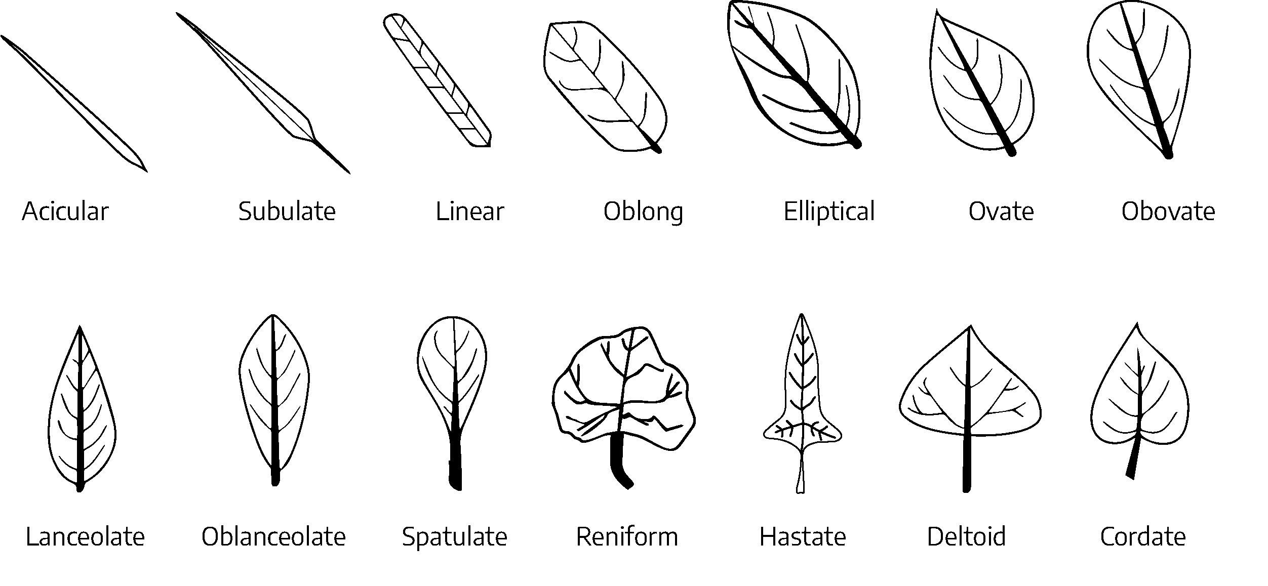 There are 14 examples of leaf blade shapes. The first leaf is an elongated needle-shape, acicular. The second leaf is wider needle shape, subulate. The third is a wider, relatively straight shape, linear. The fourth is wider at the base and oval shaped, that graduates to a point, oblong. The fifth is a wider at the base and gradually comes to a dull point, elliptical. The sixth is a teardrop shape with a wide base and point at the top, ovate. The seventh is a teardrop shape with the point at the base and wider at the top, obovate. The eighth is a thinner teardrop shape, wider at the bottom and graduates to a point at the top, lanceolate. The ninth is a rounded point at the base, widening to about 2/3 of the length then graduates to a rounded point at the top, oblanceolate. The tenth is a teardrop shape that is wider at the top and comes to a point about 2/3 of the way down the petiole, spatulate. Eleventh is a irregular, rounded shape with the petiole coming from the bottom, orbicular. The twelth is a diamond shape, rhomboidal. The thirteenth is a very wide, almost flat, base that starts about half way up the petiole, widening out and coming back to a point at the top, delloid. The fourteenth is a heart shape with the two rounded areas as the base and coming to a point at the top, cordate.