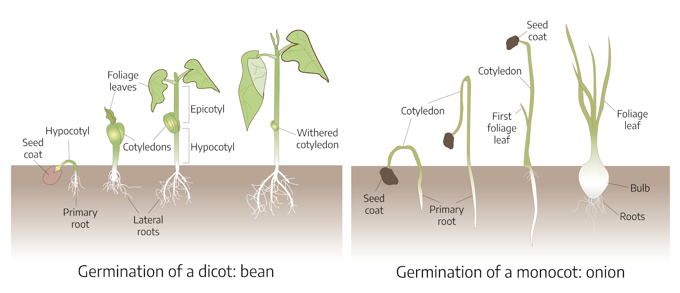Two diagrams showing the growth between dicots and monocots. The first diagram, dicot (bean), shows four stages. The first stage is the seed growing the roots for the plant, consisting of the hypocotyl and primary root. The second stage is the primary roots become the lateral roots, the stem becomes thicker, the cotyledons thicken and lead to a small foliage leaf. The third stage contains the lateral roots extending to the hypocotyl, cotyledons, then the epicotyl and foliage leaves. The fourth stage contains a long stem of the bean plant with a withered cotyledon and grown foliage leaves. The second diagram, monocot (onion), shows four stages. The first stage is the seed underground growing the cotyledon and primary root. The second stage shows the primary root within the ground and the stem and cotyledon growing taller. The third stage contains the stem and cotyledon straightening and growing taller, containing the first foliage leaf and the seed coat on the tip of the stem. The fourth stage shows the roots, the onion bulb has formed, and the foliage leaves have formed.
