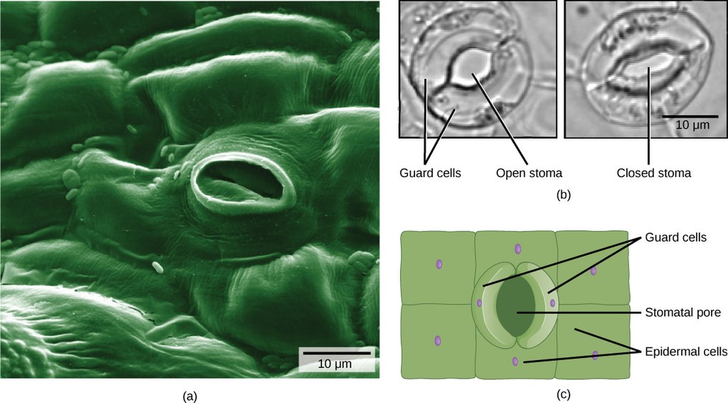 A) Microscope generated picture shows a ovular opening in a lumpy green surface. B) A smaller diagram next to it shows an ovular opening with two bulbous bodies labeled guard cells surrounding it, one on each side. C) A third diagram is a drawing of the same ovular opening with guard cells.
