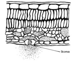Cross section of a leaf. The first layer is a smooth continuous layer, second and third are elongated, closely packed cells. Third is loosely packed cell-shapes with cavities embedded, allowing for moisture. The last layer is smooth and has an opening, the stoma.