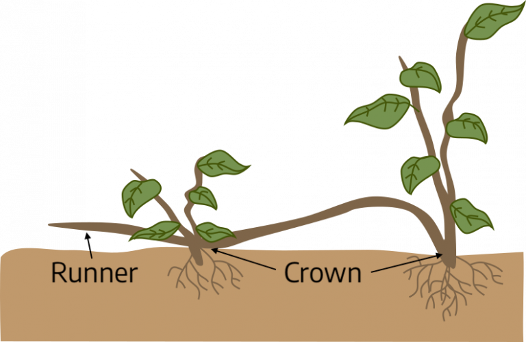 Chapter 1: Botany – Virginia Cooperative Extension Gardener Handbook