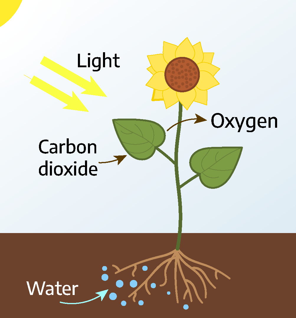 A diagram showing the process of photosynthesis. Plants take in water through the roots, while the leaves take in carbon dioxide and light, and release oxygen.