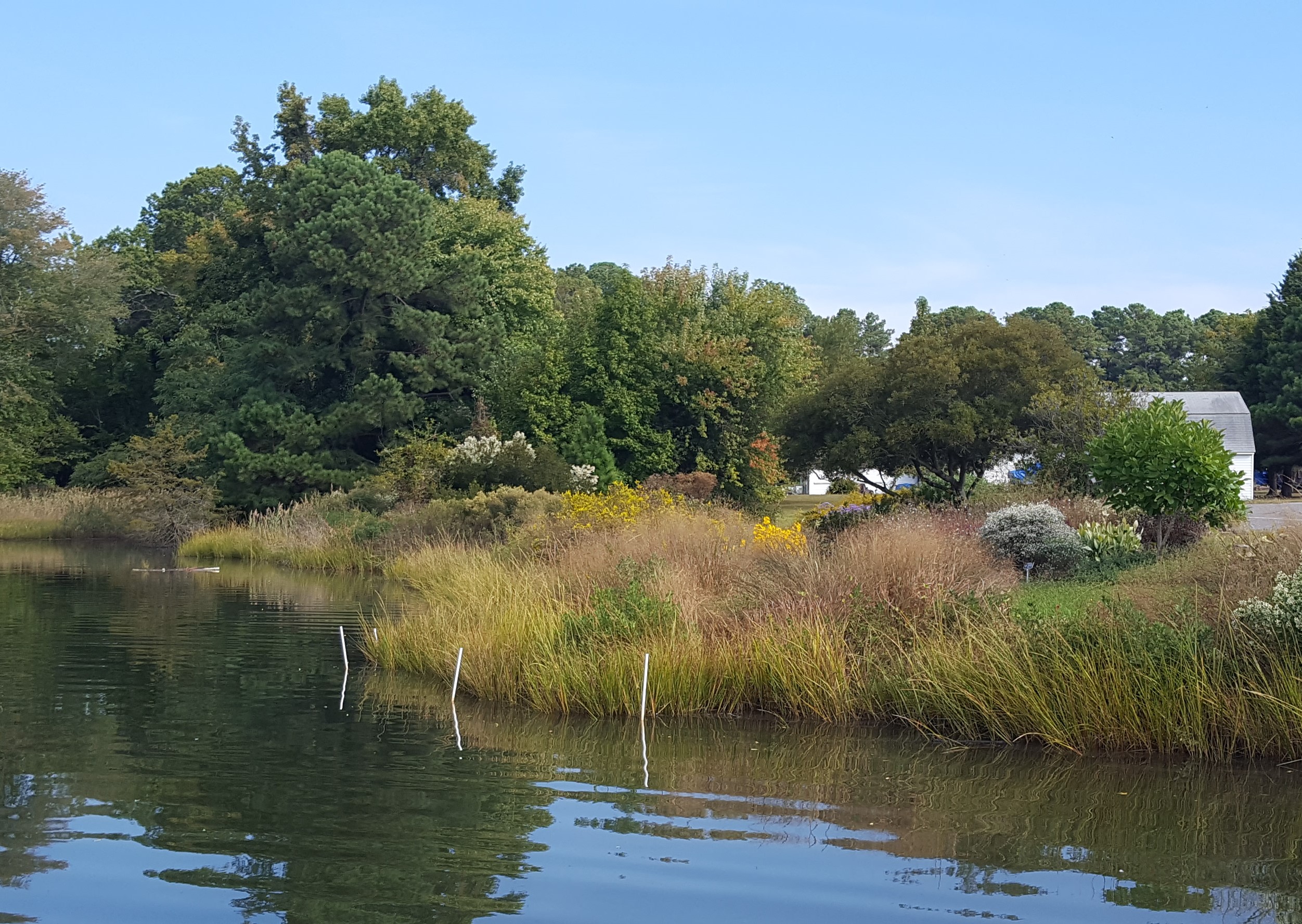 Photograph of a living shoreline with grassy plants growing along a stream bank, bushes and trees in the background on land, rippled water in front.