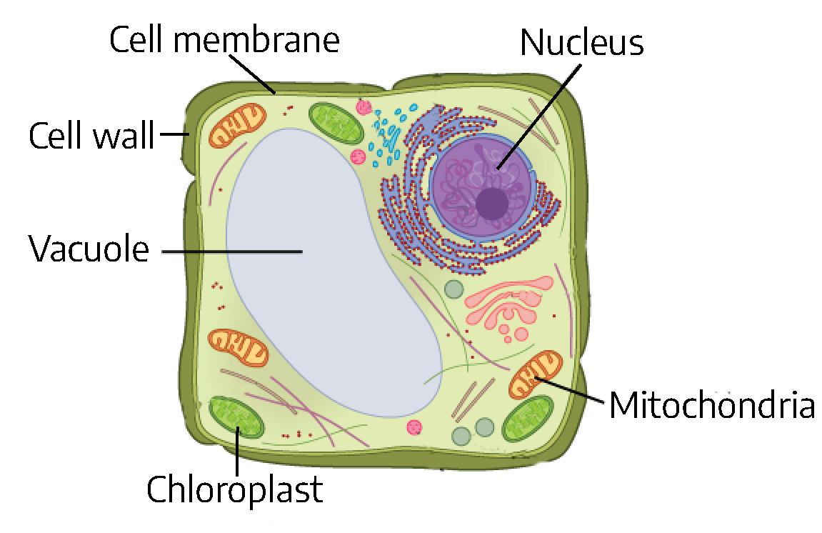 Square shaped cell with a lumpy cell wall, interior think cell membrane. Inside contains squiggly shapes including a circular nucleus, small bean-shaped mitochondria, oval shaped green chloroplasts, and a very large empty bean-shaped vacuole.