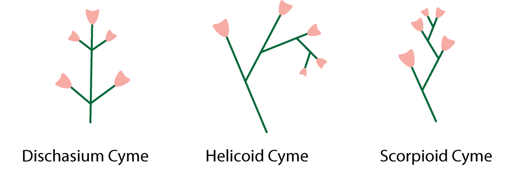 An image showing three types of cymes. The first is a long stem with the buds growing opposite each other along the stem, and a singular bud at the tip of the stem, dischasium cyme. The second is a main stem with the remaining buds growing along the previous stem in a downwards tendency, helicoid cyme. The third is a main stem with the remaining buds growing from the previous stem in an upwards tendency, scorpioid cyme.