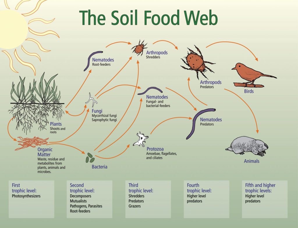 A diagram labeled the soil food web. At one end, plants and organic matter are within the first trophic level, then bacteria, fungi, and nematodes in the second, arthropods, nematodes, and protozoa in the third, arthropods and nematodes in the fourth, and birds and animals in the fifth.
