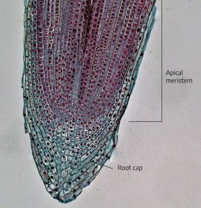 A cross section showing the root tip cells. The inner part of the root (apical meristem) is a purple color and more structured while the root cap is blue and has elongated cells as a protection measure.