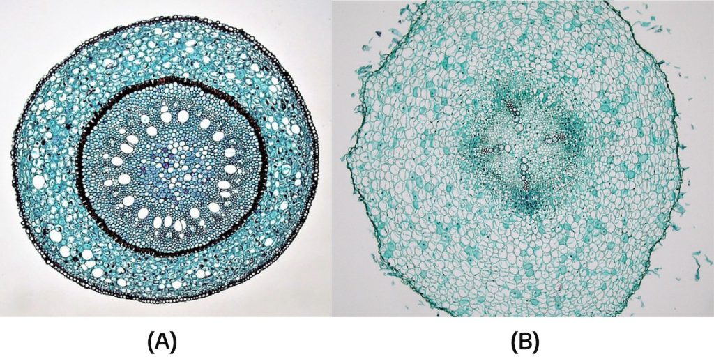 Two cross sections are shown in the image. Cross section A shows a cluster of cells overall, with white "dots" as the vascular cylinder. There is a darker circle around the white dots as the xylem. Cross section B shows an immature dicot, that has the vascular cylinder and xylem forming a faint X pattern within the middle of the cells.
