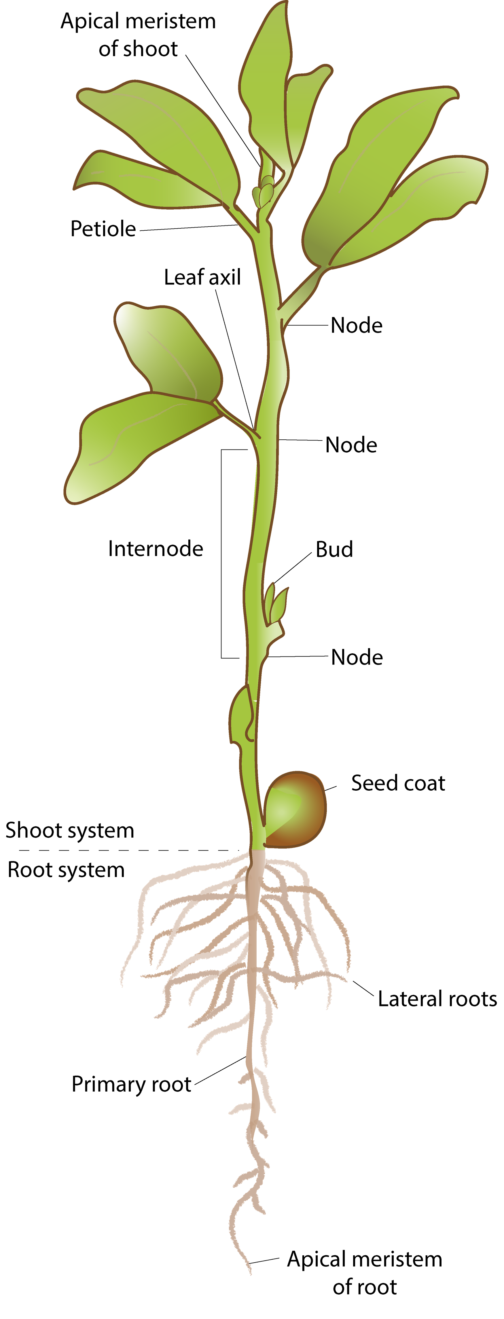 A shoot with leaves and roots. The top of the stem is labeled apical meristem of shoot. From the top down, a small section of stem connecting leaves to the main stem is labeled petiole. The junction between petiole and stem is labeled node. The space between nodes is labeled internode. At one node, small leaves are beginning to grow, labeled bud. At the bottom of the stem, a circular seed with brown seed coat then bottom root system with horizontal lateral roots, long primary root, and the root tip labeled apical meristem of root.