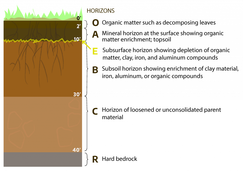 A diagram showing the soil horizons. From top to bottom is the thin dark layer, organic matter (O), the next layer is a thicker dark layer, mineral horizon (A), the next layer is a thin line between the mineral horizon and the subsoil horizon, the subsurface horizon (B). The next layer is a thick light colored layer, parent material (C). The last layer is bedrock (R).