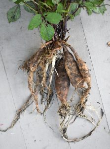 Photograph of dirty plant roots showing large, oblong roots with small, spindly roots extending downward. Stems with leaves grow from the oblong roots.