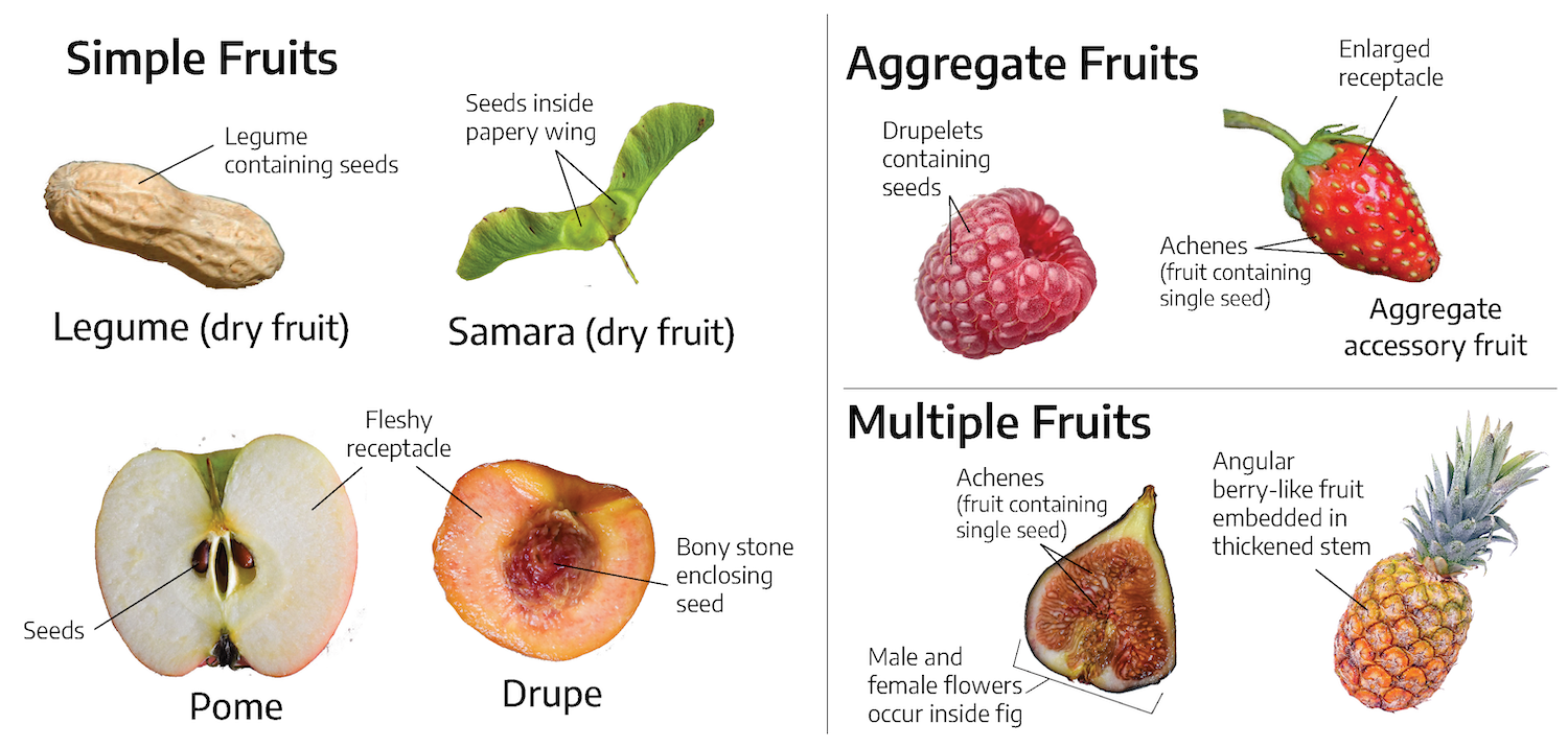 An image showing different types of fruits. The simple fruits include a peanut (legume dry fruit), a maple seed (samara dry fruit), an apple (pome), and a peach (drupe). The aggregate fruits show a raspberry and a strawberry. The multiple fruits show a fig and pineapple.