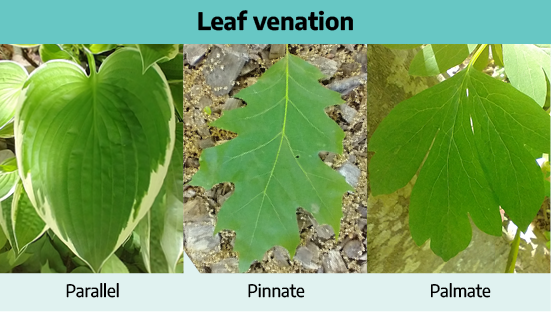 The first leaf is labeled as parallel. This leaf is round and tapers to a point. Along the leaf are lines that begin at the stem and follow the shape to the point of the leaf. The second leaf is a Pinnate leaf. This leaf is round and tapers to a point. The edges of this leaf are serrated and lead to a point. Along the leaf is the central vein with branching veins along the leaf. The third leaf is a Palmate leaf with veins radiating from a central point at the stem.
