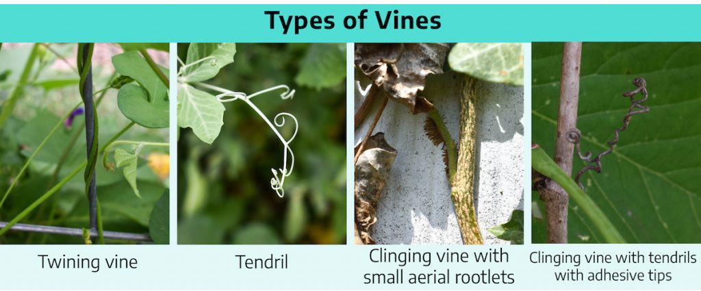 Comparison box with title types of vines. From left to right: twining vine grows around and around a metal pole, tendril protrudes from between leaves with small curly tips wrapped into circles, clinging vine against a flat surface with small brown rootlets protruding from a small area attached to surface, clinging vine with a long corkscrew projection.