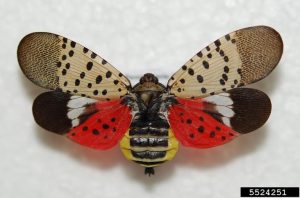 An insect pinned for entomological research with brown, spotted forewings and hindwings that are red with black spots. Abdomen is yellow on each side with black striped portion down the center.