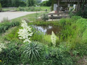 A photograph of a pond containing several different varieties of grass plants growing around the pond, It also contains a sitting area on the back side.