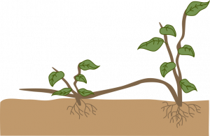 Two plants grow from the ground. One is larger and has produced a stem that curves down towards the ground, where the second plant has produced roots and shoots.