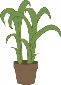 A potted plant with two large stems growing from the soil surface.