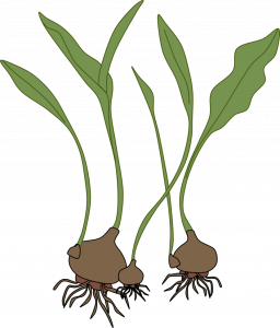 Two large onion-bulbs with green leaves and tangled roots. On the side of each bulb, tiny mini-bulbs appear attached. Mini-bulbs have shoots and one has its own roots.