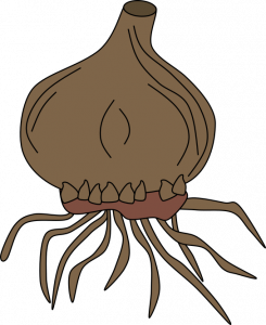 A brown onion-shaped corm with a tapered top and roots growing from the bottom. A row of tiny, triangular growths protrudes from the bottom just above the roots.