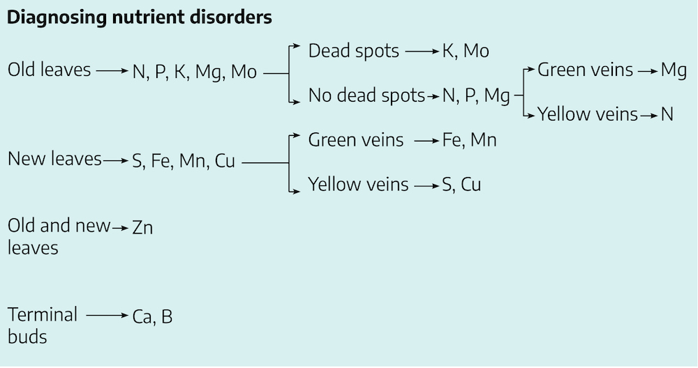 Flow chart titled diagnosing nutrient disorders. Top line: Old leaves with arrow to N, P, K, Mg, Mo; Arrows to dead spots (arrow K, Mo) and no dead spots with an arrow to N, P, Mg and two arrows to: green veins (arrow Mg) and yellow veins (arrow N). Next line: New leaves with arrow to S, Fe, Mn, Cu with two arrows to: green veins (arrow Fe, Mn) and Yellow veins (arrow S, Cu). Next line: Old and new leaves arrow Zn. Last line: Terminal buds arrow Ca, B.