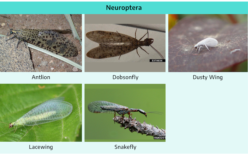 Five photographs. First is antlion; long thin body, three pairs of legs, two very short antennae, wide translucent wings about twice as long as the body, black spots covering the body. Second is dobsonfly; long thin body, three pairs of legs, two antennae, claw-like mandible, two long wide slightly translucent wings, body is mottled brown color. Third is dusty wing; very small insect, purely white, three pairs of legs, two antennae, wide wings similar to body size. Fourth is lacewing; long thin body, two large wide translucent wings almost three times as large as the body, entirely light green in color. Fifth is snakefly; long thin black body, the head and thorax are flattened, three pairs of legs, two antennae, two long curled translucent wings, slightly green in color.