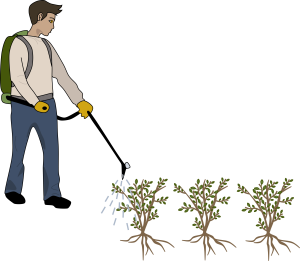 A cartoon drawing of a man wearing a white long sleeve shirt, blue pants, black shoes, yellow Personal Protection Gloves, with a green backpack sprayer spraying pesticides on plants. There are three plants with many stems, multiple green leaves on each branch, along with roots.