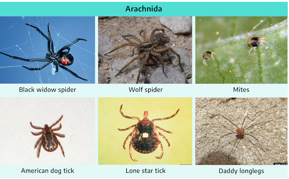 Six photographs. First is black widow spider; solid black with a red hourglass shape on the abdomen, four pairs of long black legs. Second is wolf spider; brown in color and fuzzy, four pairs of long brown legs, two clearly apparent mandibles. Third is mites; very small insect; light brown and black mottled color; three pairs of white legs, long mandibles. Fourth is american dog tick; light and dark brown mottled pattern, eight brown legs, large abdomen, very small head. Fifth is lone star tick; light brown and black mottled pattern, with dot in center of abdomen, four pairs of brown legs, large wide abdomen, very small head. Sixth is daddy longlegs; small brown body, four pairs of extremely long legs.