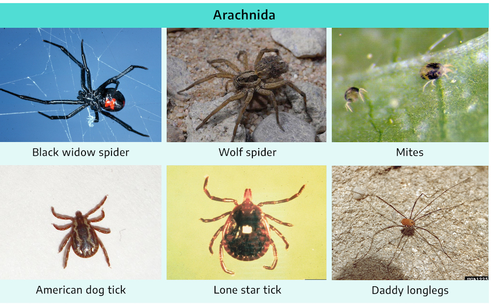 Velvet Spider Facts, Identifications, & Pictures in 2023  Spider fact, Spider  species, Spider identification chart