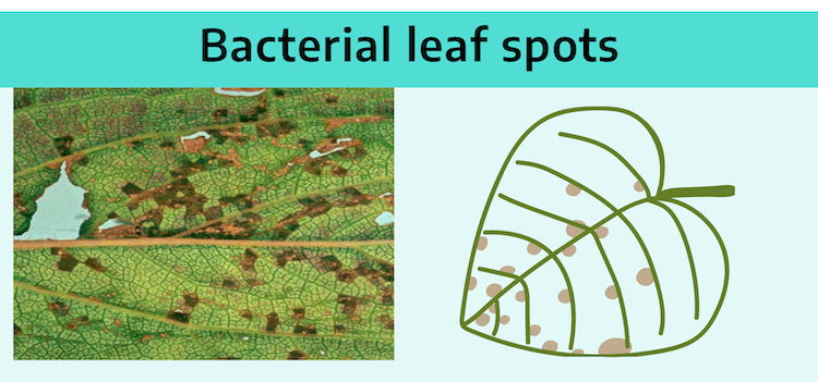 Title "Bacterial leaf spots" with diagram of leaf with irregularly sized brown spots on leaf, concentrated towards tip of leaf. Photograph shows close up of back of leaf with small brown spots covering surface, clustered along the center stem.