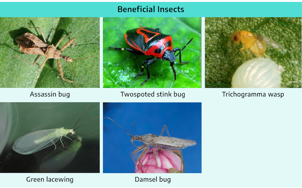 Five photographs. First is assassin bug; light brown coloration; head, thorax, abdomen clearly visible, head is small and long, thorax is wider and angular, abdomen is more angular and wider coming to a point at the rear, three pairs of angular legs, two antennae. Second is twoposted stink bug; red and black colored body, small black head, two antennae, three pairs of legs. Third is trichogramma wasp; extremely small insect, yellow in color, short and round, small translucent wings, red eyes, three pairs of legs, two small antennae. Fourth is green lacewing; long thin body, light green in coloration, three pairs of legs, two long antennae, two red eyes, two translucent green wings almost three times the body size. Fifth is damsel bug; light grayish-brown in coloration, three pairs of legs, two long antennae, long body with two solid grayish-brown colored wings.