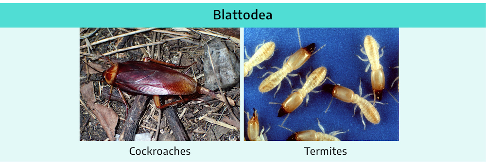 Two photographs of insects. The first is of a cockroach; a reddish-brown color, two pairs of smaller legs, one pair of larger legs, two long antennae, oval shaped hard body. The second is of termites; smaller insect, whitish in color, three pairs of small legs, two shorter antennae, and angular jaws.