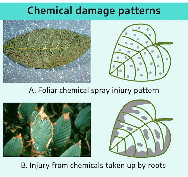 Title "chemical damage patterns." First section labeled "A. Foliar chemical spray injury pattern" with diagram of leaf with evenly spotted with grey dots. Photo shows underside of ovular leaf with speckled brown spots covering entire leaf surface. Bottom section labeled "B. Injury from chemicals taken up by roots" with diagram of leaf with shading along margins. Photograph shows ovular leaves with brown leaf tips and margins.