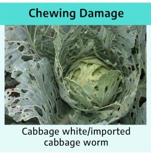 Photograph of a cabbage plant with several holes throughout the leaves; cabbage white/imported cabbage worm.