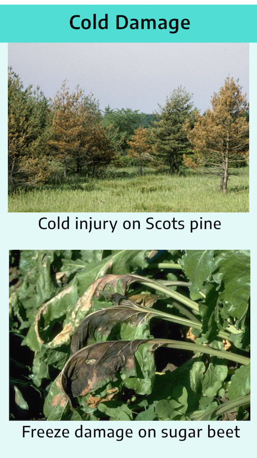 Title "cold damage" with two photographs; top photograph shows a group of pine trees with yellow/brown needles and title "cold injury on Scots pine. Bottom photograph shows glossy green leaves; three center leaves are black and brittle-looking.