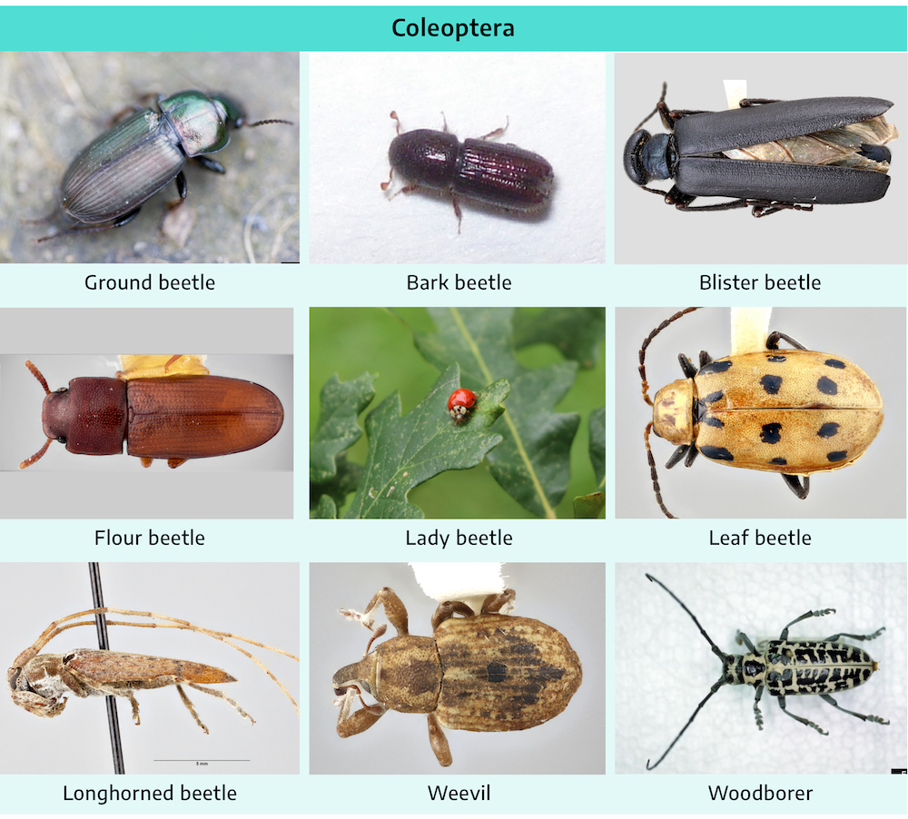 Nine photographs. First is ground beetle; black color, three pairs of small angular legs, two antennae, hard shelled. Second is the bark beetle; very small insect, dark brown color, three pairs of small angular legs, two very short antennae, hard shelled. Third is blister beetle; black color, three pairs of legs, two antennae, hard shell with brown translucent wings underneath. Fourth is flour beetle; smaller insect, reddish-brown in color, three pairs of small legs (barely visible in the photograph), two short antennae, hard shelled. Fifth is lady beetle; small insect, hard shelled body with red coloring and black dots, small black head with two white dots around the eyes, three pairs of small legs, two very short antennae. Sixth is leaf beetle; light brown coloring with black dots, hard shelled, three pairs of black legs, two longer antennae. Seventh is longhorned beetle; longer body ending in a point, light brown mottled color, two pairs of legs, one pair of large claw like legs on the thorax, two antennae longer than the body. Eighth is weevil; light brown, dark brown, and black mottled body, three pairs of thick legs with small claw-like feet, two very small antennae. Ninth is woodborer; black and light brown patterned body, three pairs of black legs with claw-like feet, two long black antennae. All beetles have wings under the shelled abdomen.